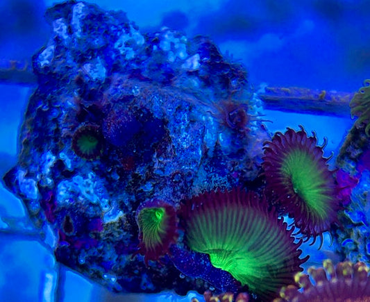Aquacultured Zoanthids/Playthoa AZP050608 WYSIWYG