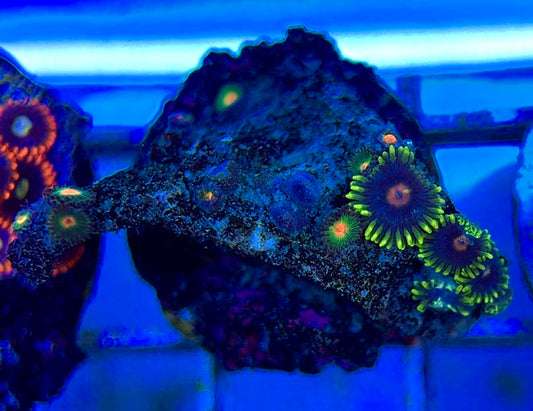Aquacultured Zoanthids/Playthoa AZP050601 WYSIWYG