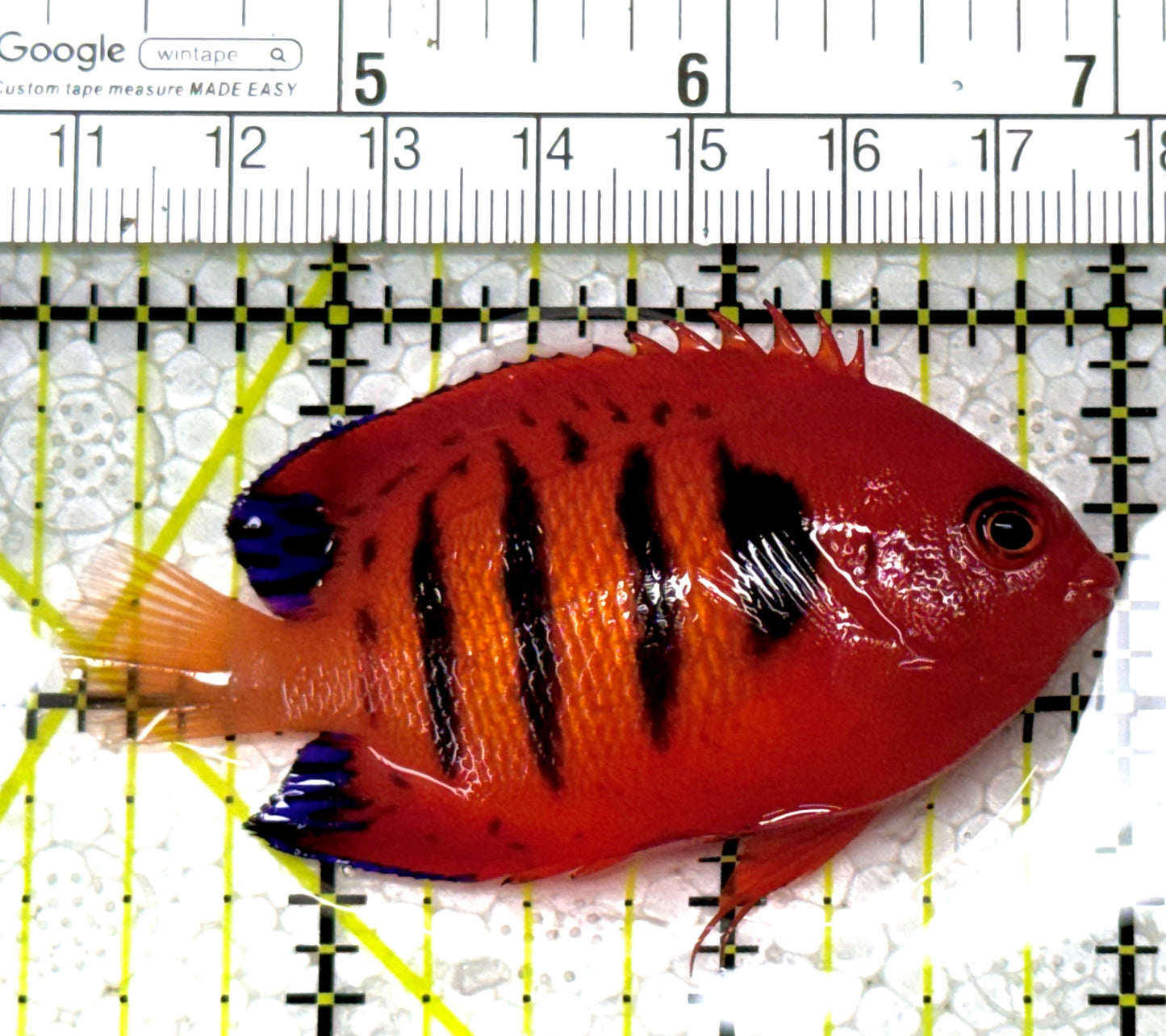 Flame Angelfish (Christmas Island, Super Red) FA122802 WYSIWYG Size: L 2.75" approx