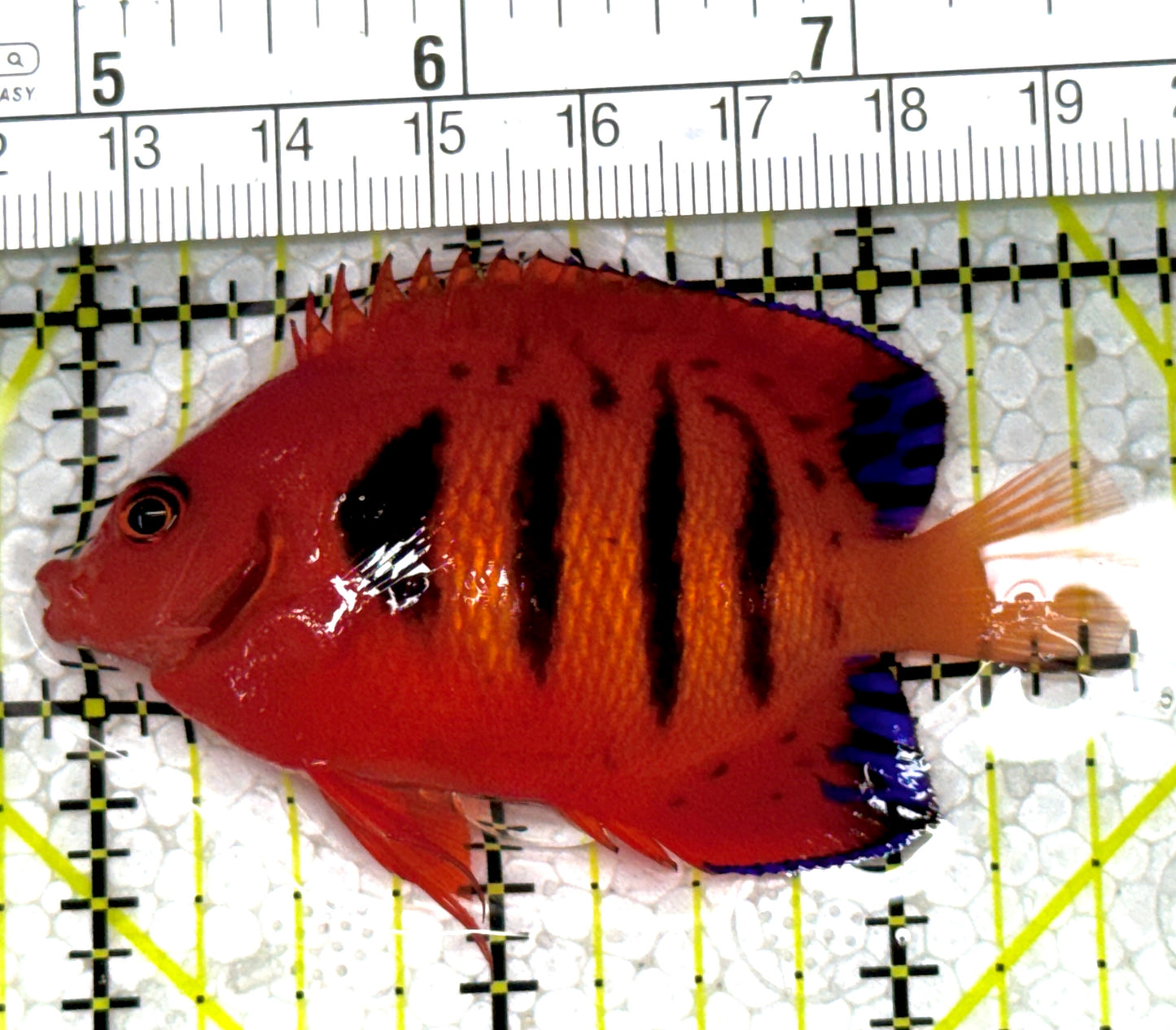 Flame Angelfish (Christmas Island, Super Red) FA122802 WYSIWYG Size: L 2.75" approx