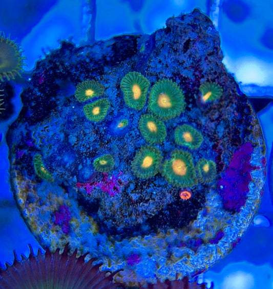 Aquacultured Zoanthids/Playthoa AZP050602 WYSIWYG