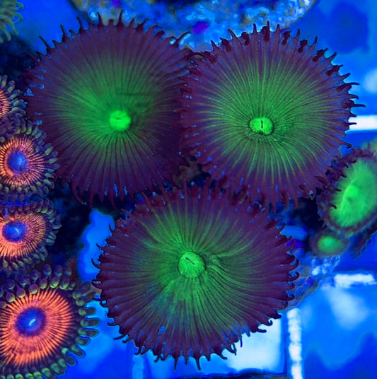 Aquacultured Zoanthids/Playthoa AZP050603 WYSIWYG