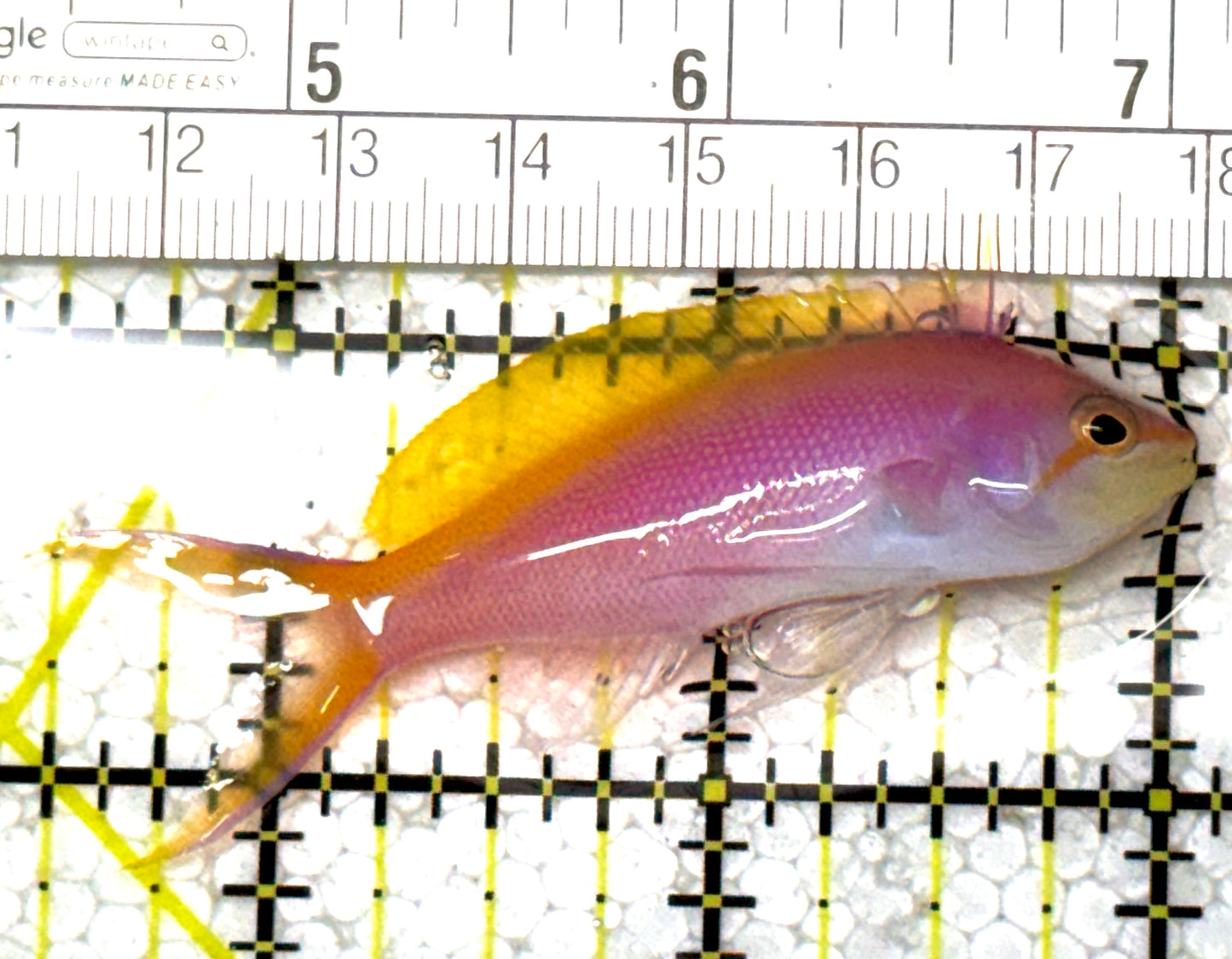 Bartlett's Anthias BA122802 WYSIWYG Size: L 2.5" approx