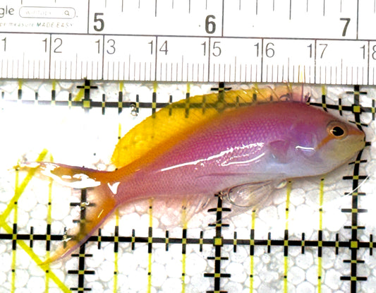 Bartlett's Anthias BA122802 WYSIWYG Size: L 2.5" approx