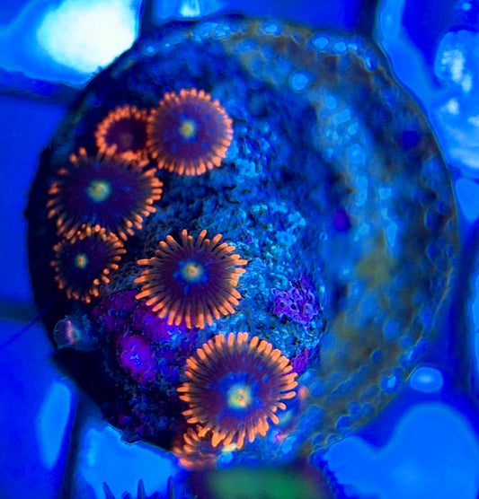 Aquacultured Zoanthids/Playthoa AZP050604 WYSIWYG