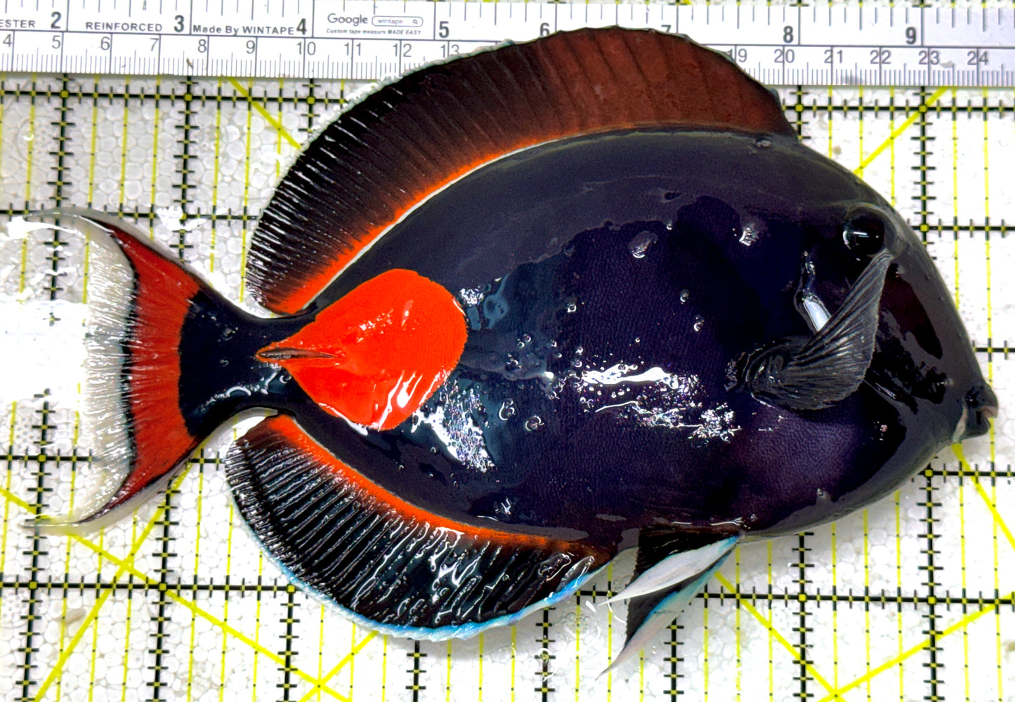 Achilles Tang AT122802 WYSIWYG Size: XXL/Show 7.75" approx