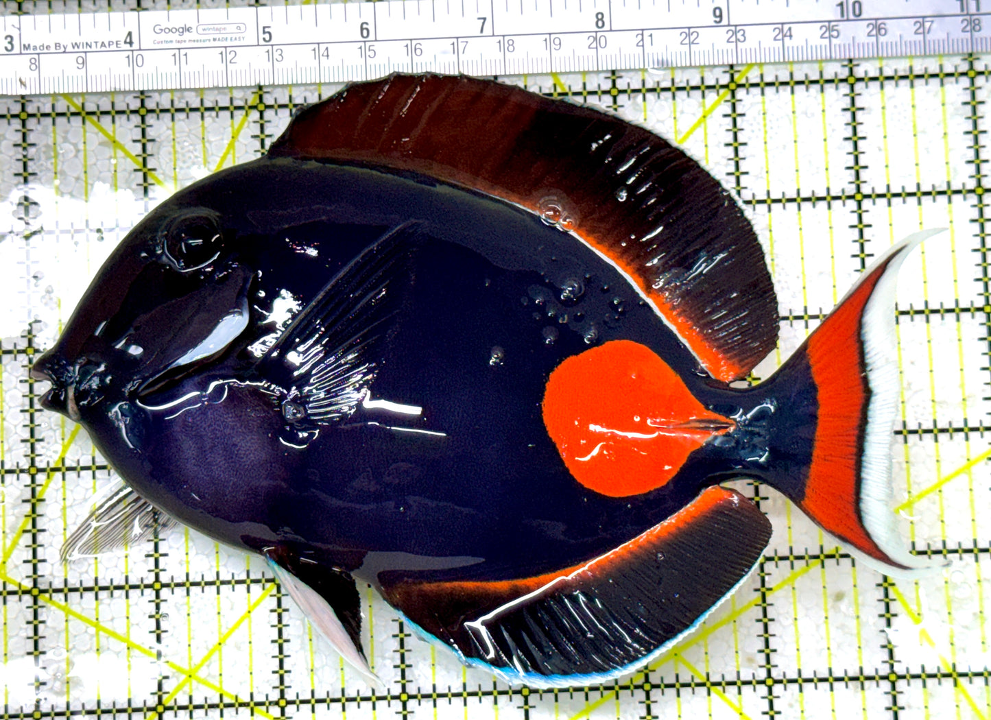 Achilles Tang AT122802 WYSIWYG Size: XXL/Show 7.75" approx