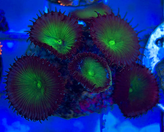 Aquacultured Zoanthids/Playthoa AZP050605 WYSIWYG