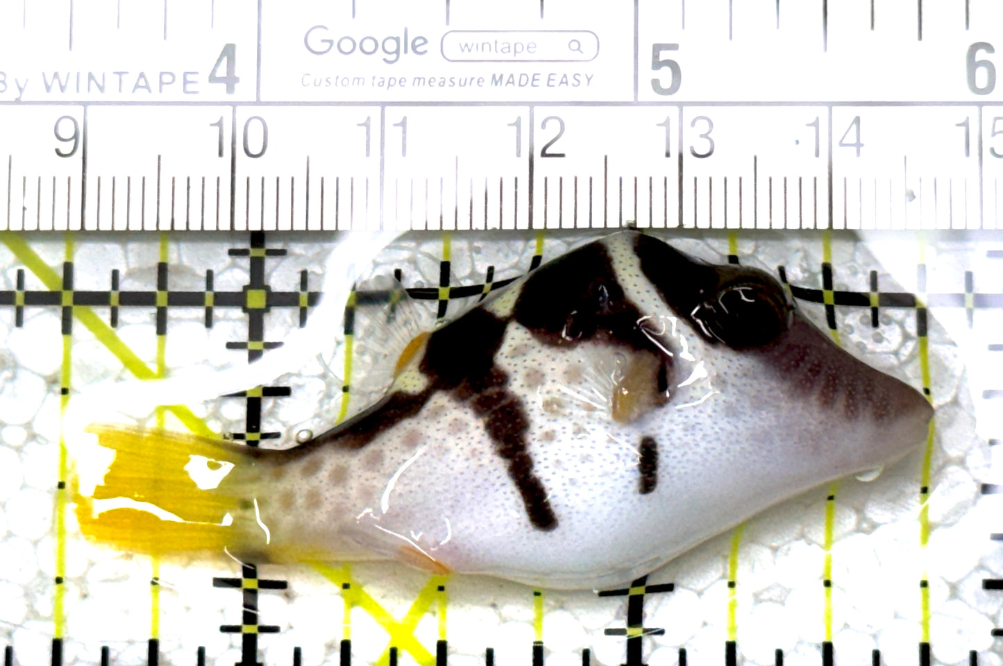 Valentini Toby Pufferfish VTP122901 WYSIWYG Size: M 2.25" approx