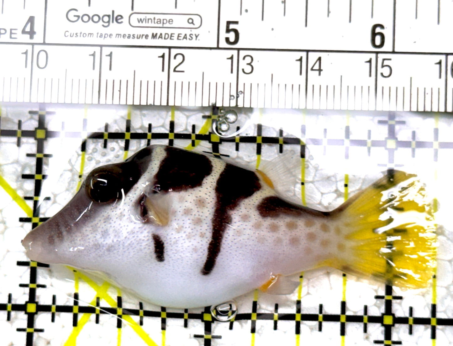 Valentini Toby Pufferfish VTP122901 WYSIWYG Size: M 2.25" approx