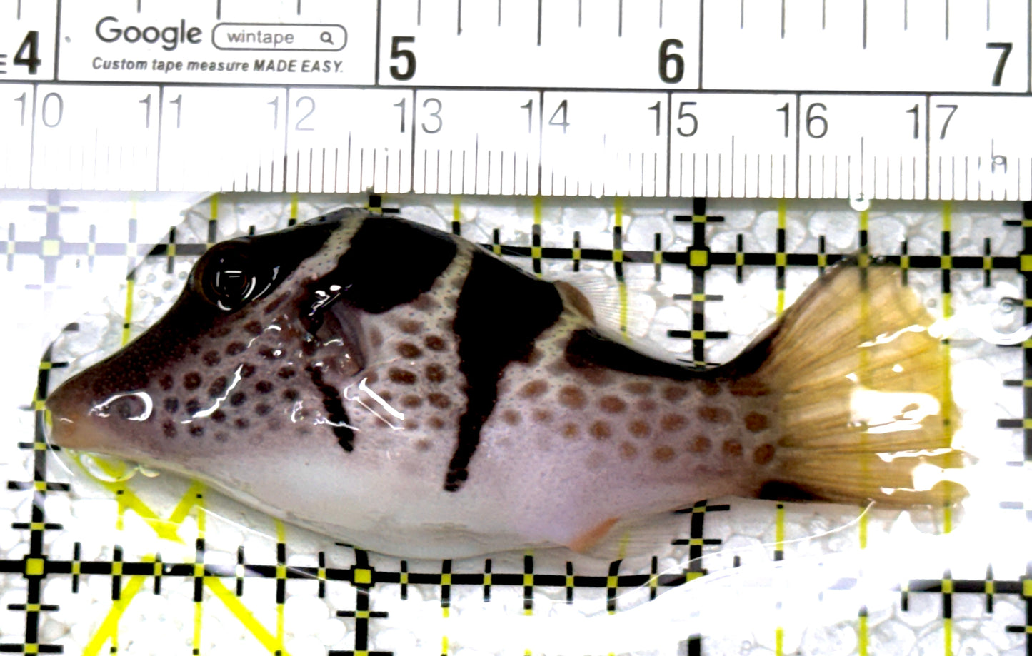 Valentini Toby Pufferfish VTP122902 WYSIWYG Size: L 2.75" approx