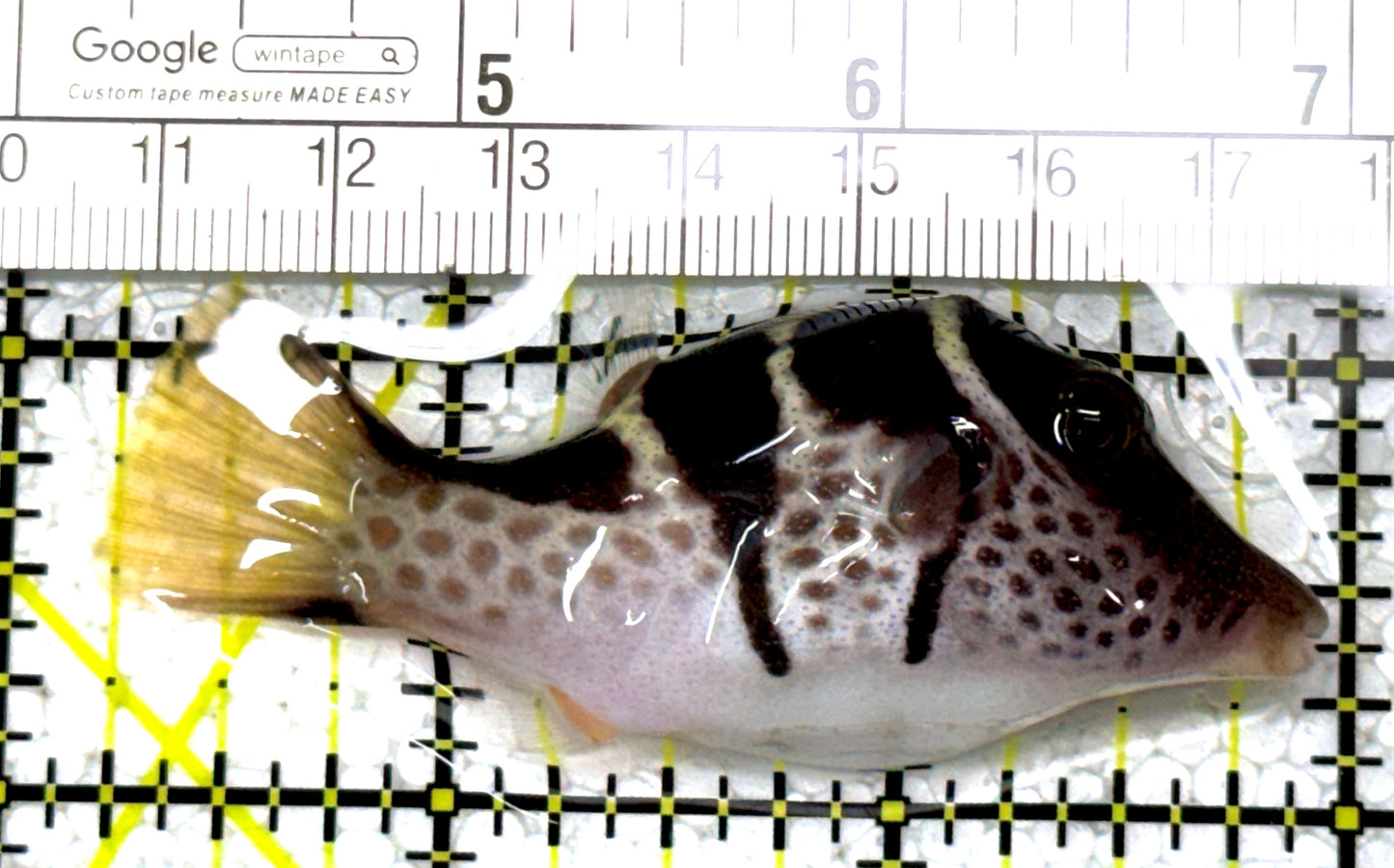 Valentini Toby Pufferfish VTP122902 WYSIWYG Size: L 2.75" approx
