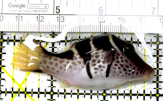 Valentini Toby Pufferfish VTP122902 WYSIWYG Size: L 2.75" approx