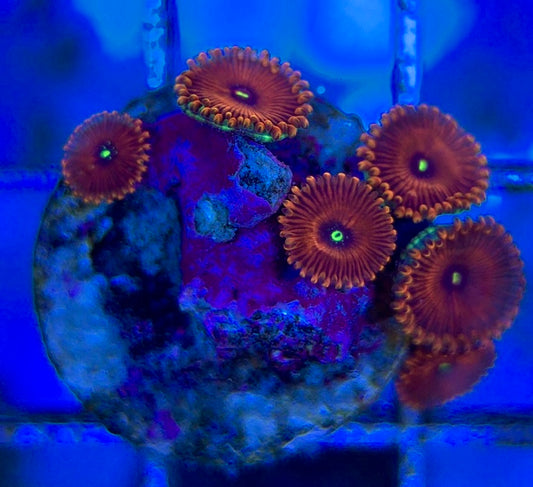 Aquacultured Zoanthids/Playthoa AZP050607 WYSIWYG