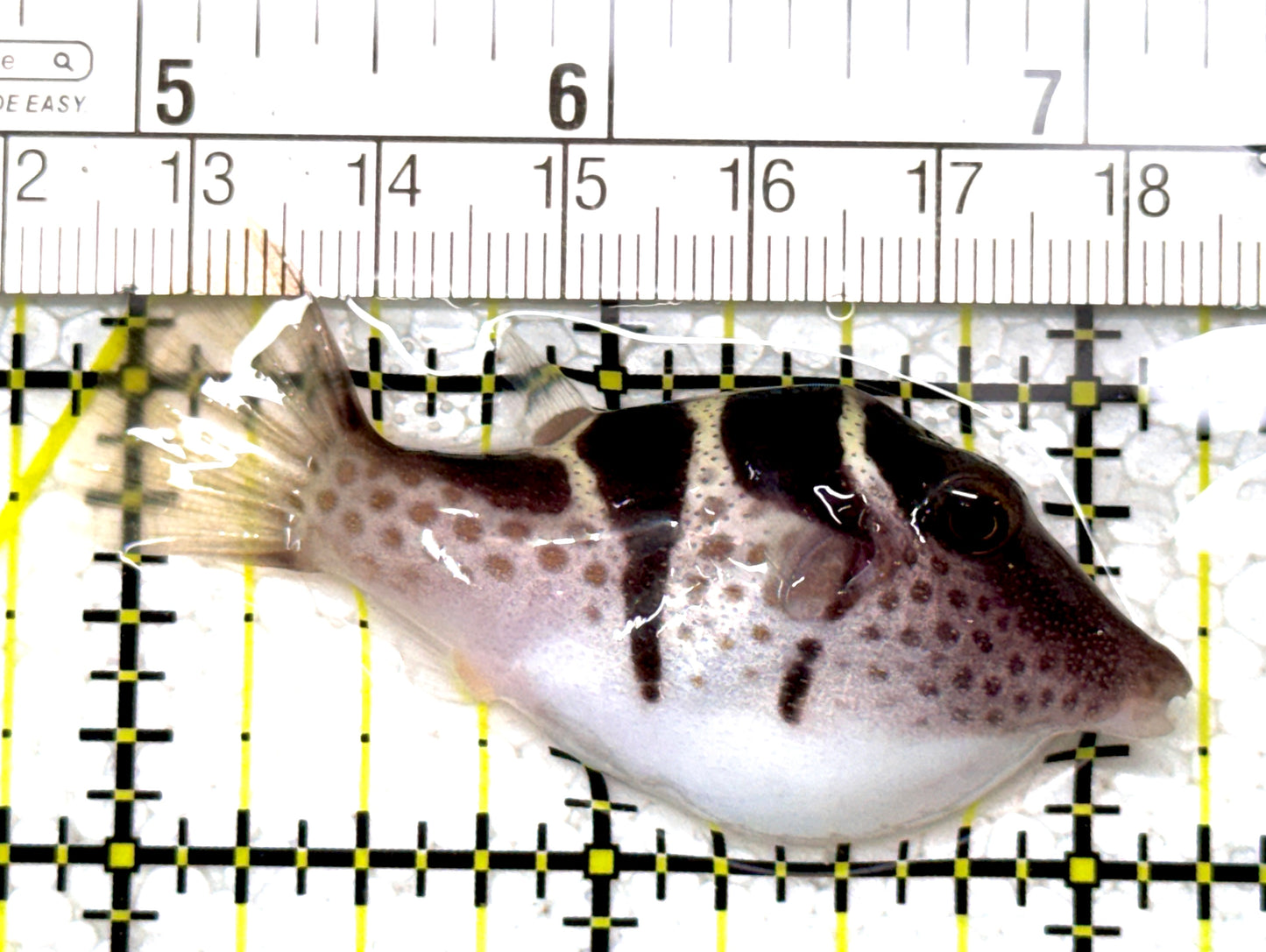 Valentini Toby Pufferfish VTP122903 WYSIWYG Size: M 2" approx