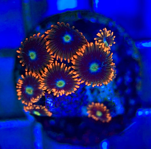 Aquacultured Zoanthids/Playthoa AZP050608 WYSIWYG