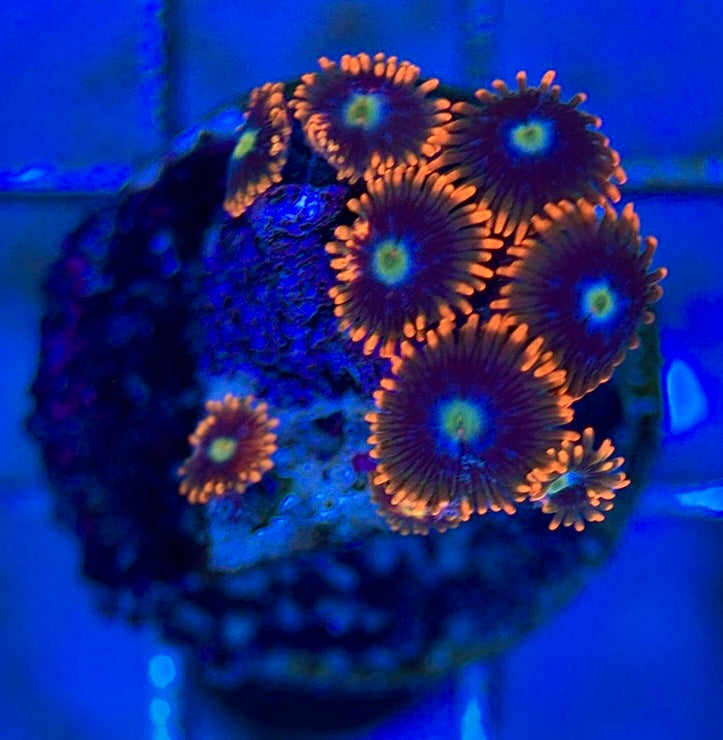 Aquacultured Zoanthids/Playthoa AZP050608 WYSIWYG