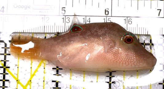 Sharpnose Toby Pufferfish STP122901 WYSIWYG Size: M 3" approx