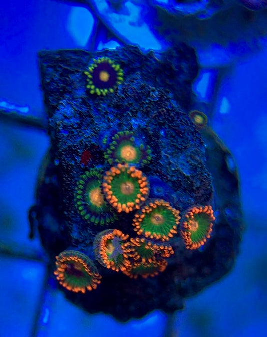 Aquacultured Zoanthids/Playthoa AZP050609 WYSIWYG