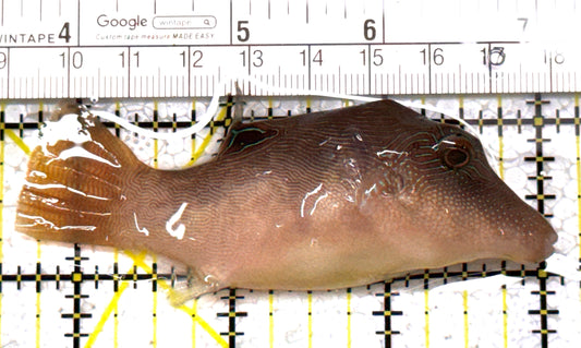 Sharpnose Toby Pufferfish STP122902 WYSIWYG Size: M 3.5" approx