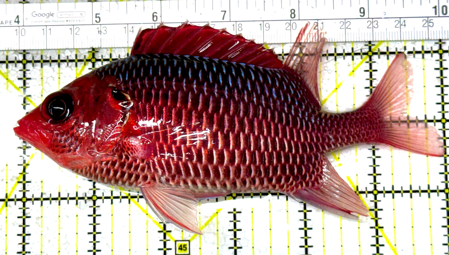 Rare Violet Squirrelfish (Sumatra Strong Color) RVS122901 WYSIWYG Size: XXL/SHOW 6" approx