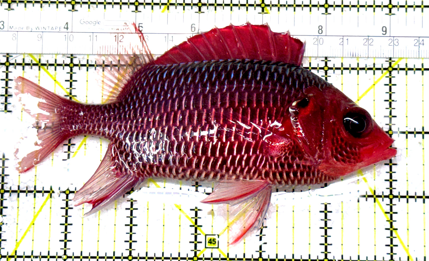 Rare Violet Squirrelfish (Sumatra Strong Color) RVS122901 WYSIWYG Size: XXL/SHOW 6" approx