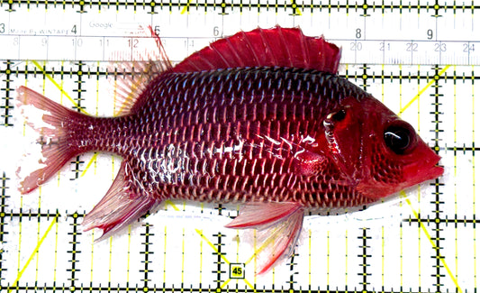 Rare Violet Squirrelfish (Sumatra Strong Color) RVS122901 WYSIWYG Size: XXL/SHOW 6" approx
