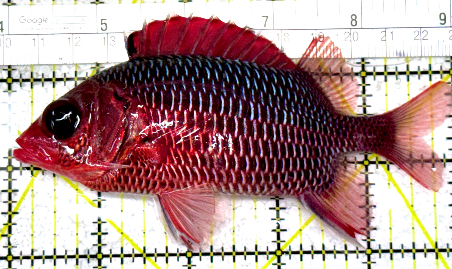 Rare Violet Squirrelfish (Sumatra Strong Color) RVS122902 WYSIWYG Size: XL 5" approx