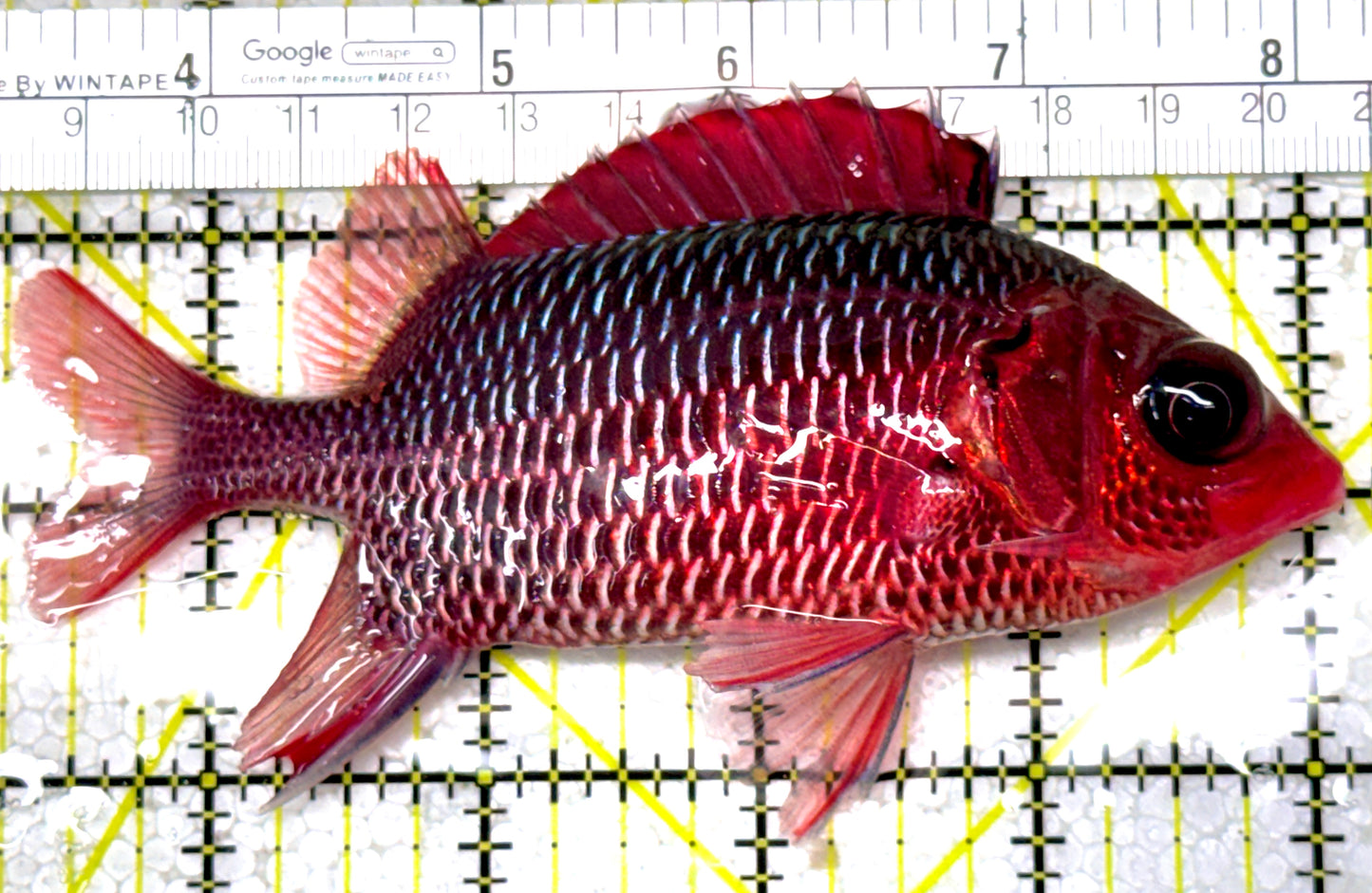 Rare Violet Squirrelfish (Sumatra Strong Color) RVS122902 WYSIWYG Size: XL 5" approx