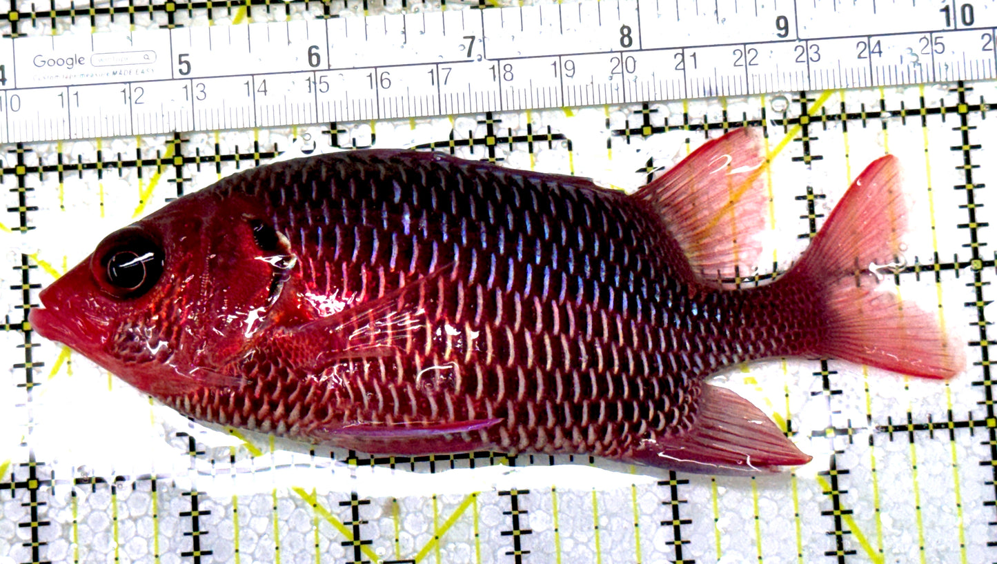Rare Violet Squirrelfish (Sumatra Strong Color) RVS122903 WYSIWYG Size: XXL/SHOW 6" approx