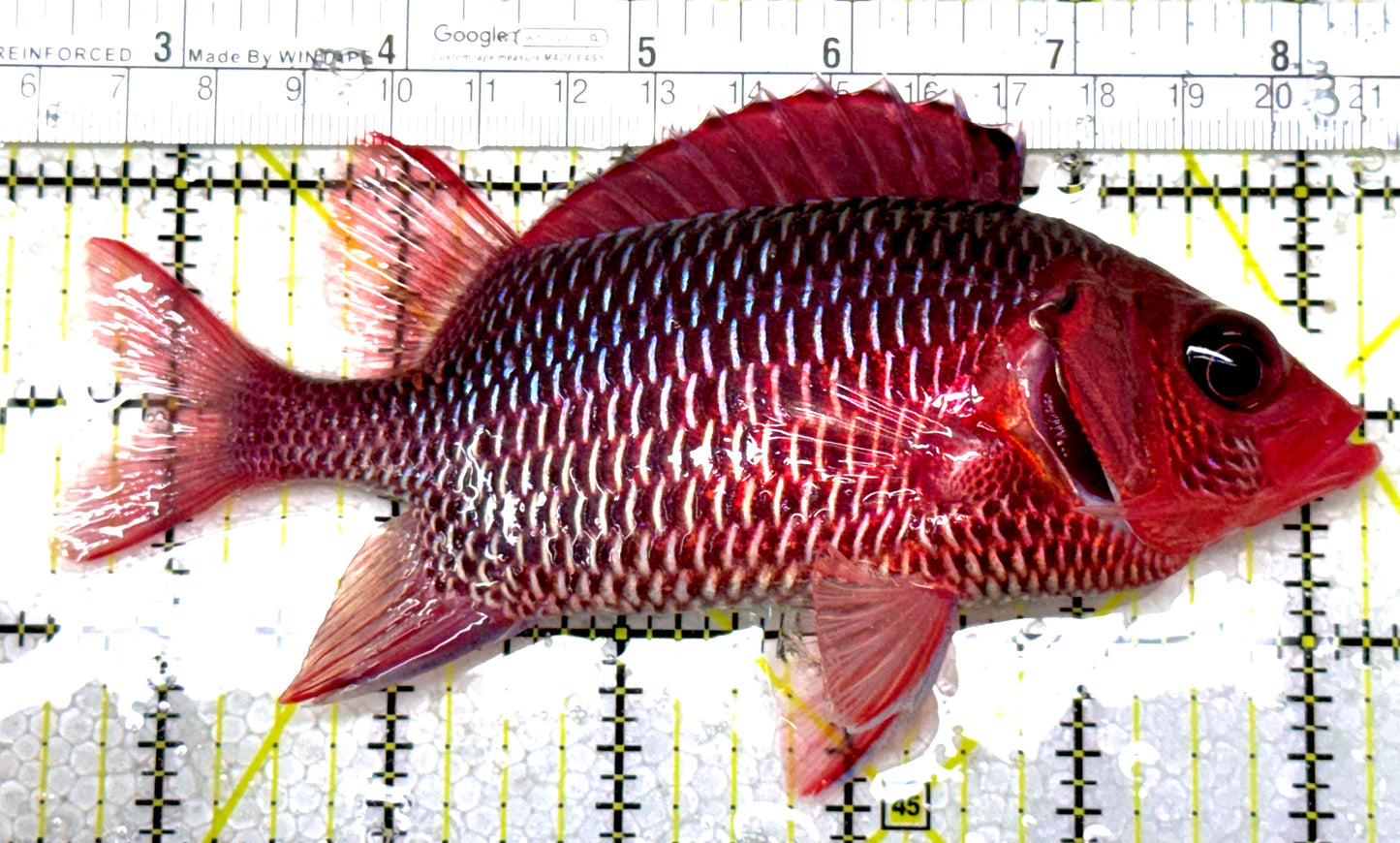 Rare Violet Squirrelfish (Sumatra Strong Color) RVS122903 WYSIWYG Size: XXL/SHOW 6" approx