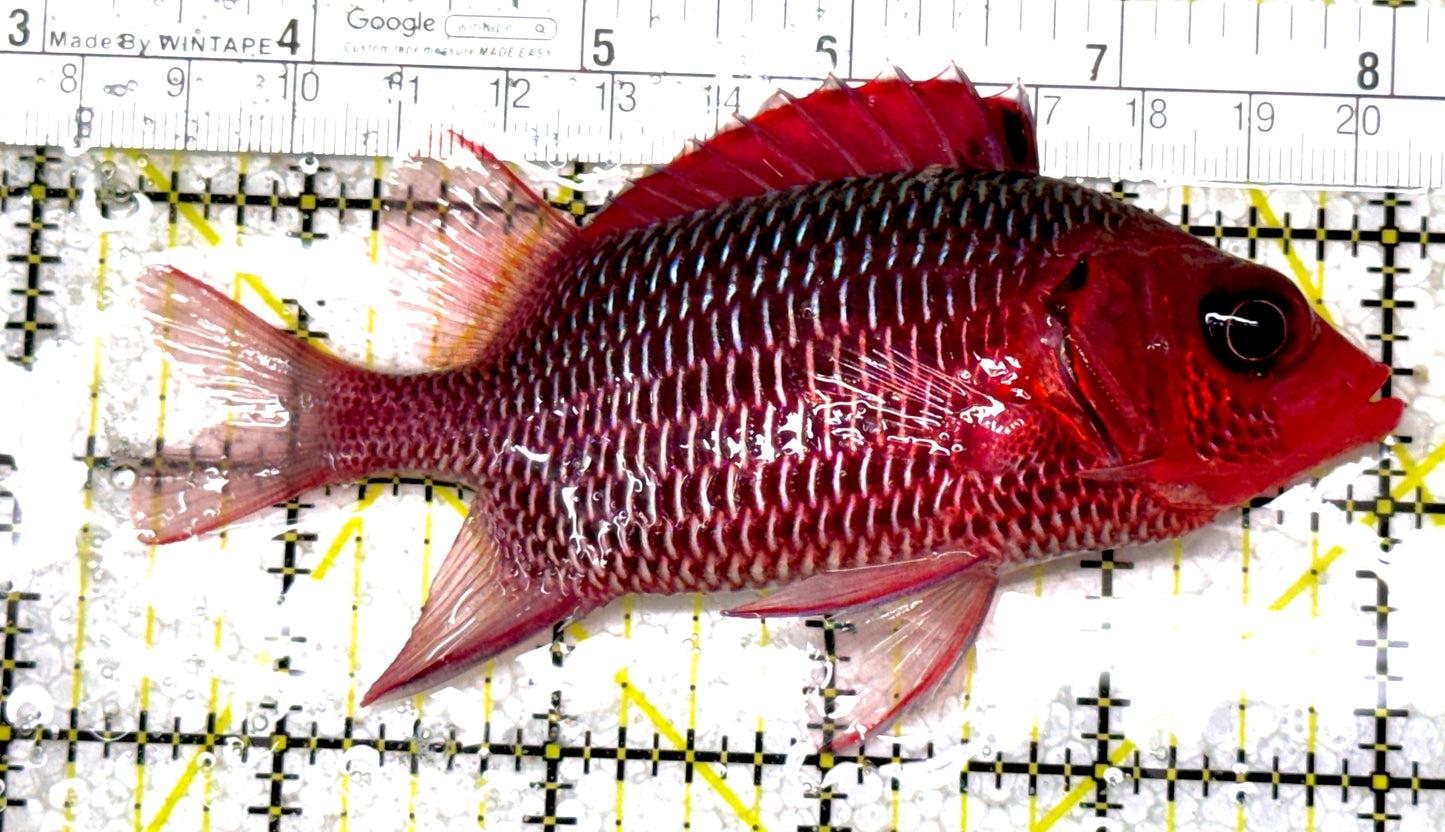 Rare Violet Squirrelfish (Sumatra Strong Color) RVS122904 WYSIWYG Size: XL 4.75" approx