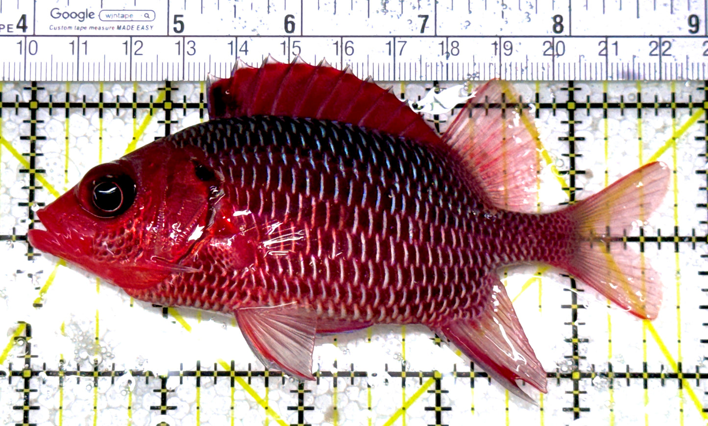 Rare Violet Squirrelfish (Sumatra Strong Color) RVS122904 WYSIWYG Size: XL 4.75" approx