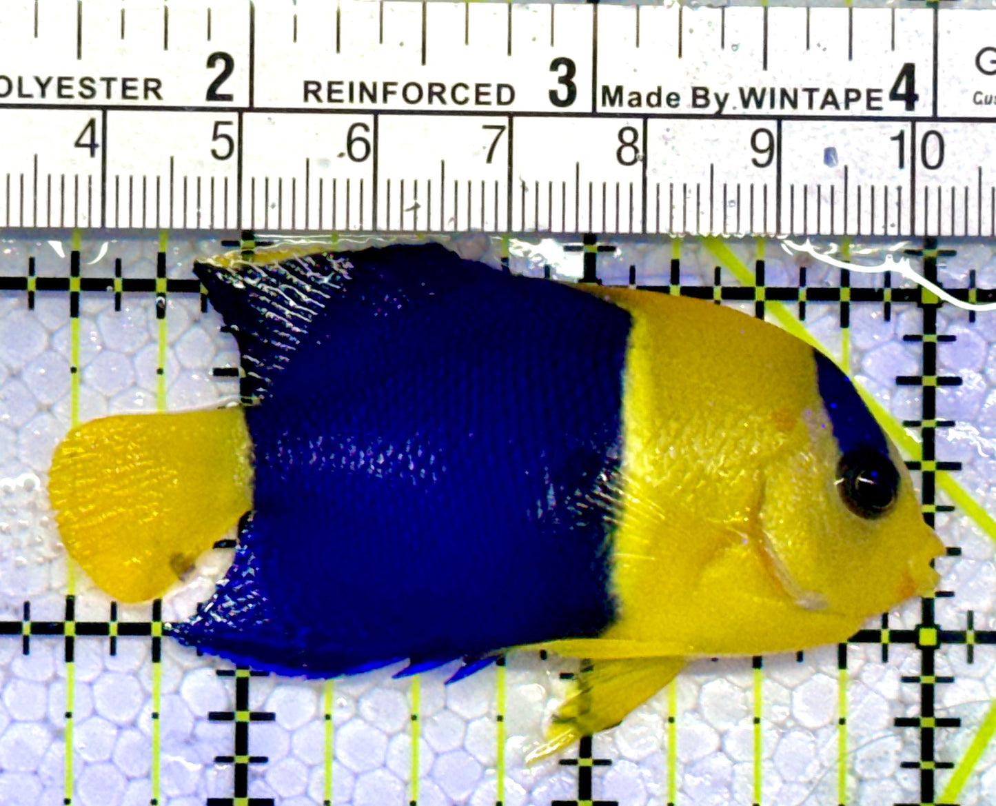Bicolor Angelfish BA123101 WYSIYWG Size: M 2.5"