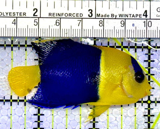 Bicolor Angelfish BA123101 WYSIYWG Size: M 2.5"