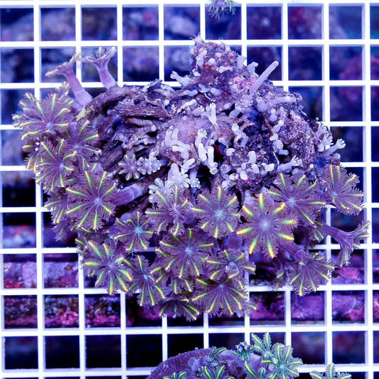 Aussie Rainbow Clove Polyps Colony ARCPC111301 WYSIWYG