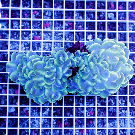 Aussie Neon Bubble Coral ANBC111301 WYSIWYG