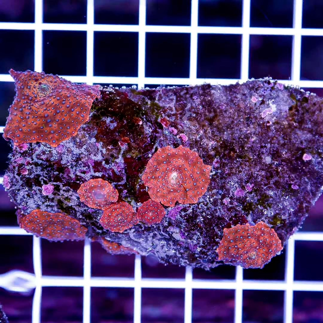 Aussie Ultra Blue Pox Red Mushroom Colony AUBM111301 WYSIWYG