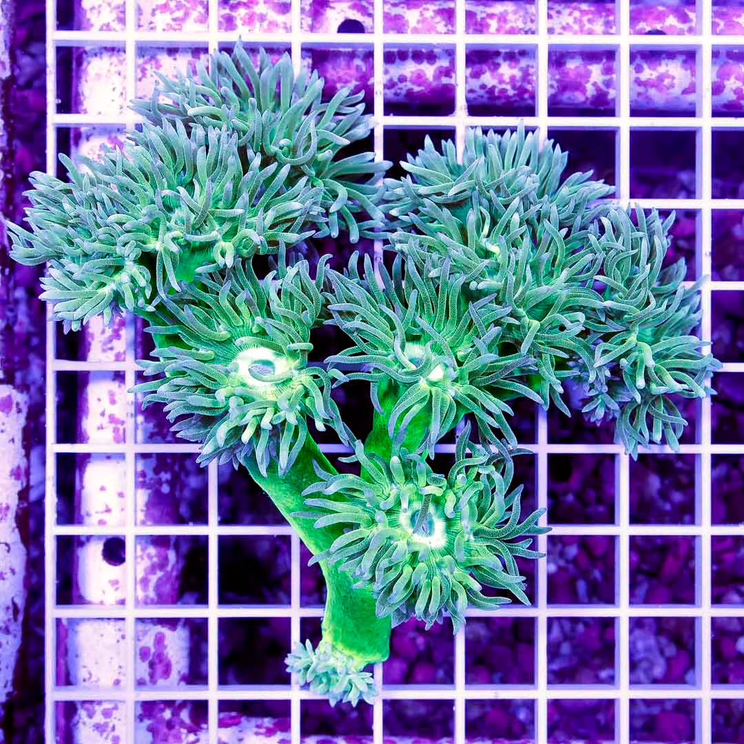 Aussie Ultra Neon Duncan Colony AUND111301 WYSIWYG