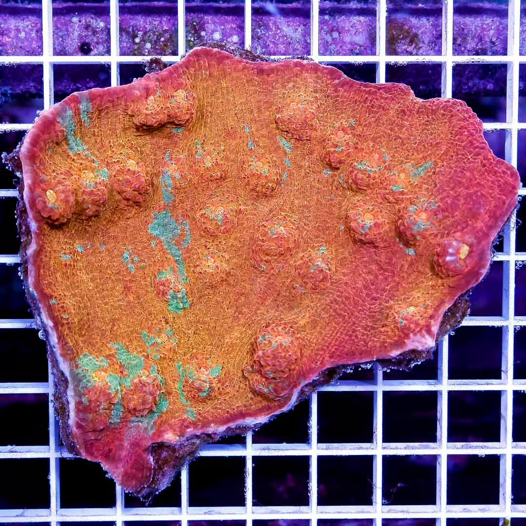 Ultra Aussie Orange Green Chalice Mother Colony UAOGC111301 WYSIWYG