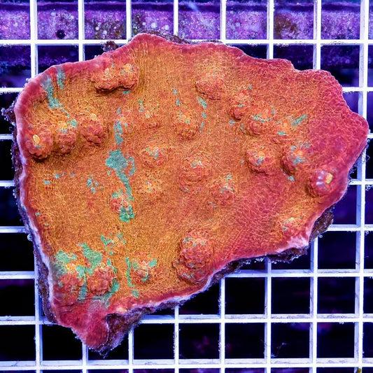 Ultra Aussie Orange Green Chalice Mother Colony UAOGC111301 WYSIWYG