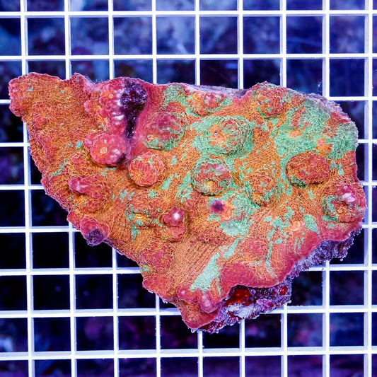 Ultra Aussie Orange Green Chalice Mother Colony UAOGC111302 WYSIWYG