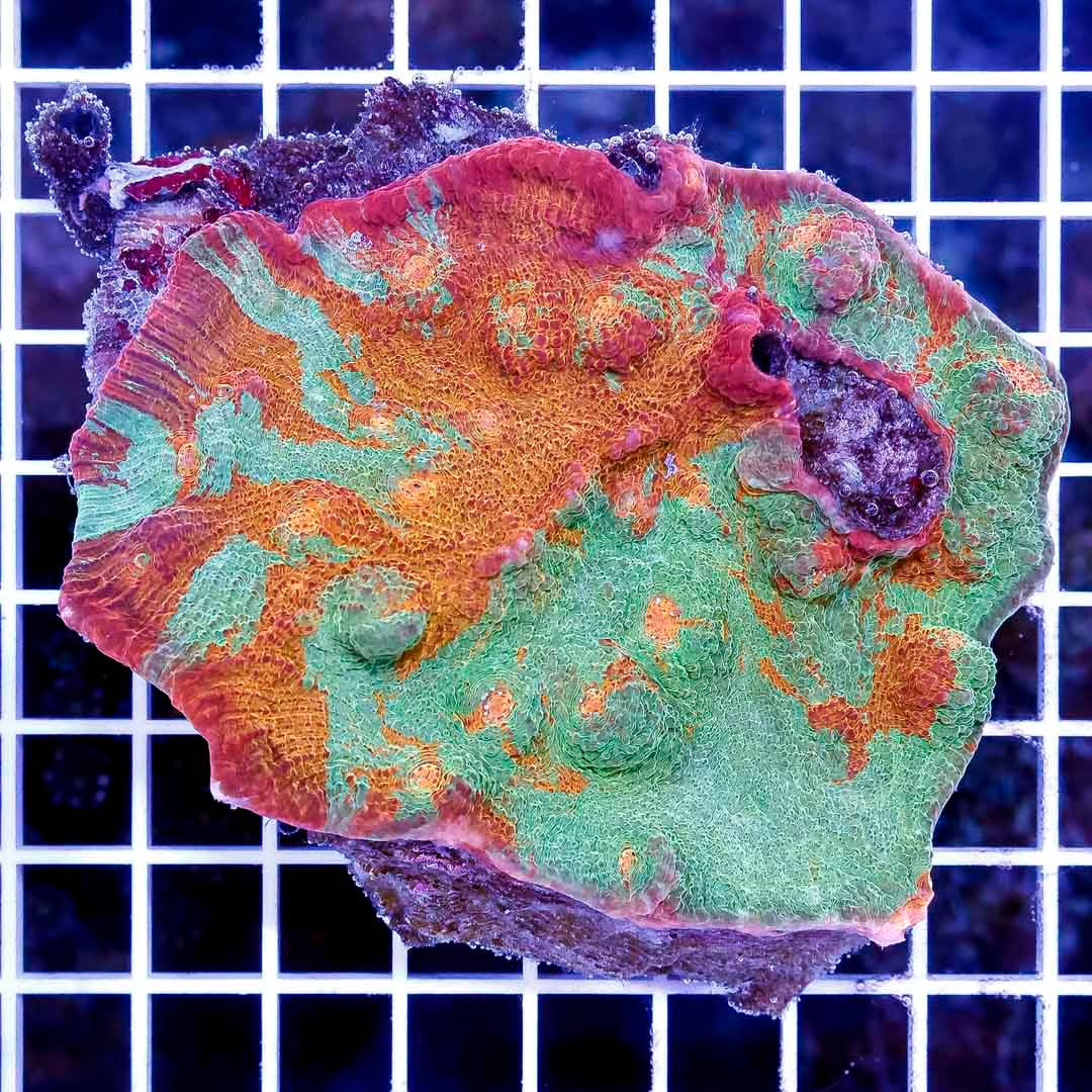 Ultra Aussie Orange Green Chalice Mother Colony UAOGC111303 WYSIWYG