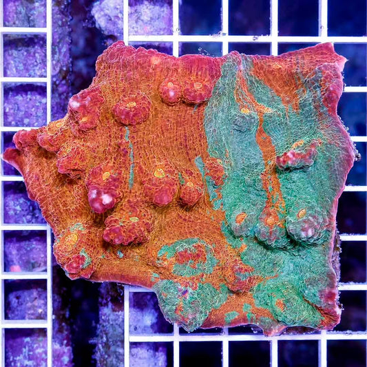 Ultra Aussie Orange Green Chalice Mother Colony UAOGC111304 WYSIWYG