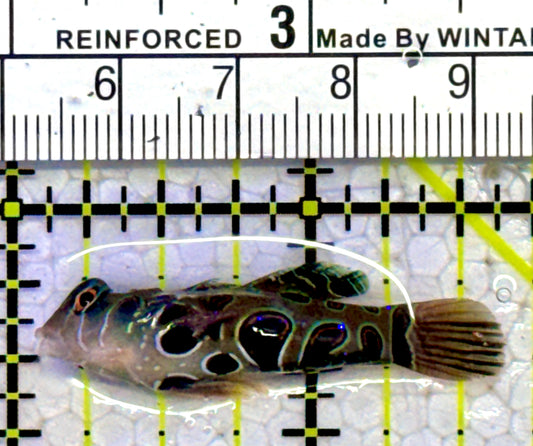 Spotted Mandarin Dragonet SMD123102 WYSIWYG Size : S 1.5"