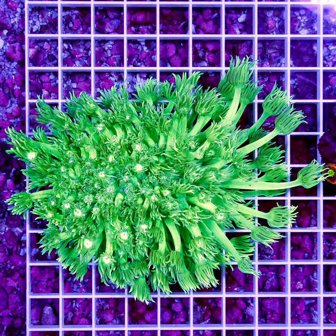 Toxic Aussie Goniopora Colony TAGC111301 WYSIWYG