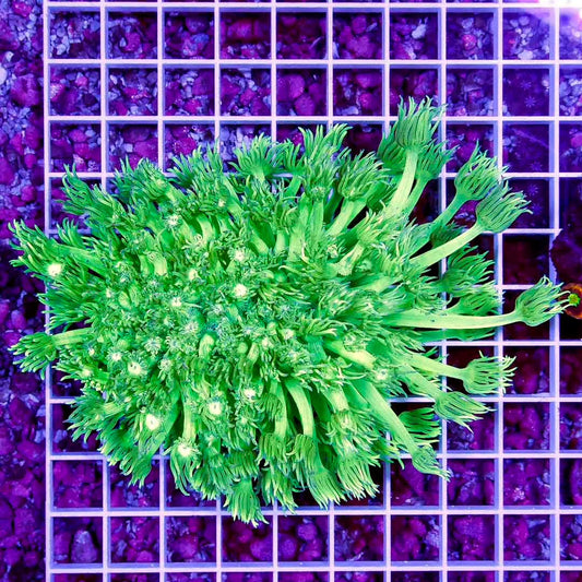 Toxic Aussie Goniopora Colony TAGC111301 WYSIWYG