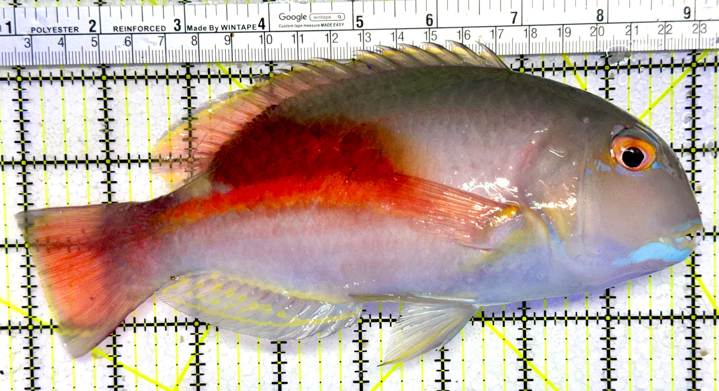 Rare Sumatra Purple Eyebrow Tuskfish RSPET123101 WYSIWYG Size: Show 8.25"