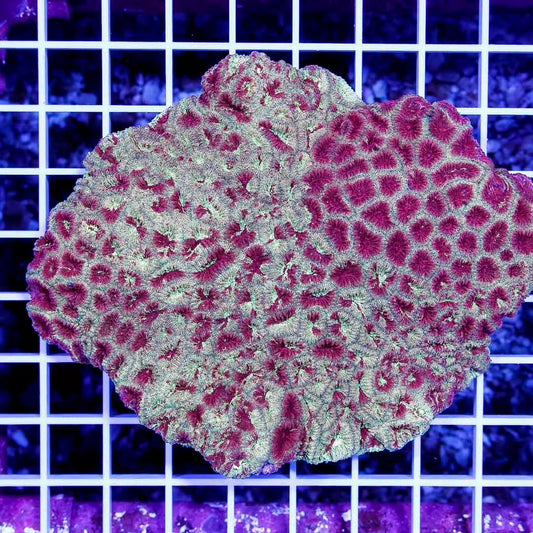 Aussie Gold Red Favia Mother Colony AGRMC111301 WYSIWYG