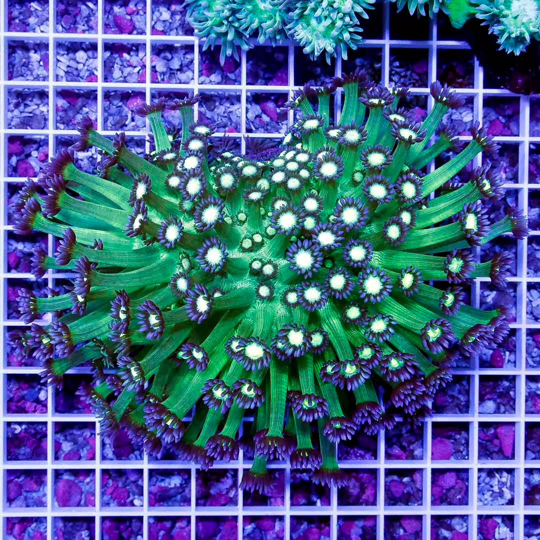 Aussie Toxic Green Purple Goniopora Colony AGPGC111301 WYSIWYG